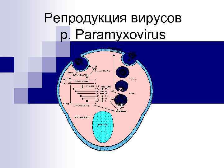 Репродукция вирусов р. Paramyxovirus 