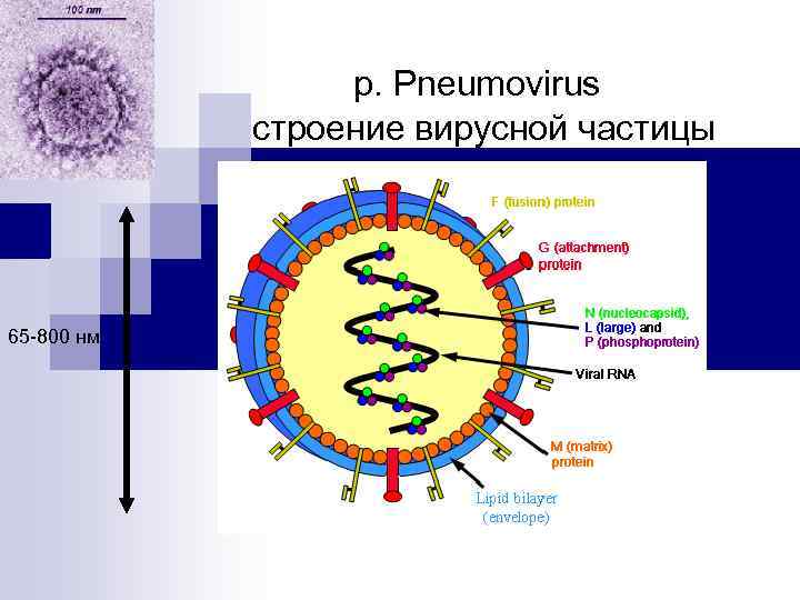 Вирусная частица