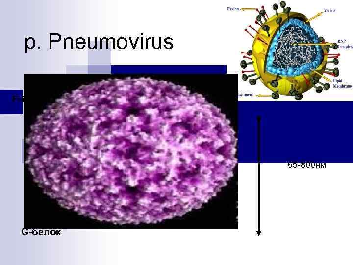 p. Pneumovirus F-белок 65 -800 нм G-белок 