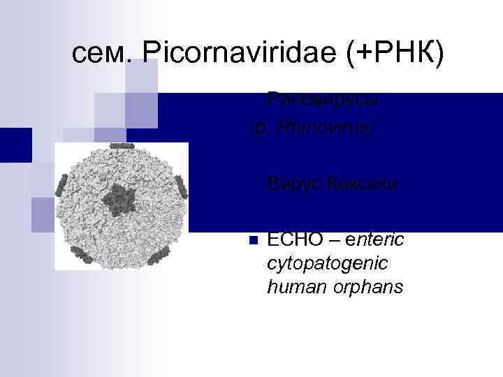  сем. Picornaviridae (+РНК) Риновирусы (p. Rhinovirus) n n Вирус Коксаки n ЕСНО –