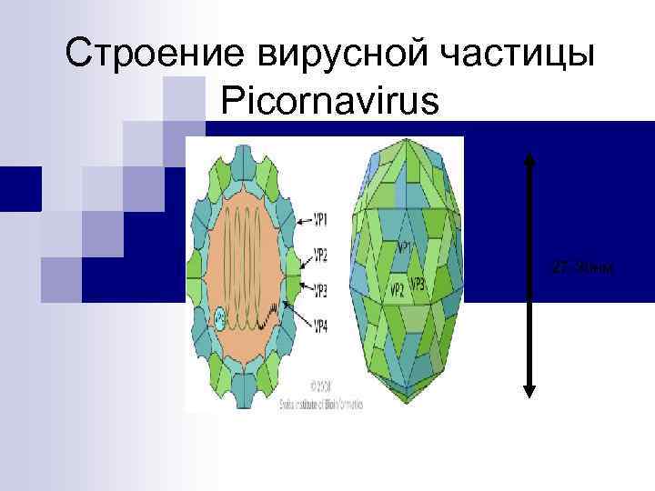 Строение вирусной частицы Picornavirus 27 -30 нм 