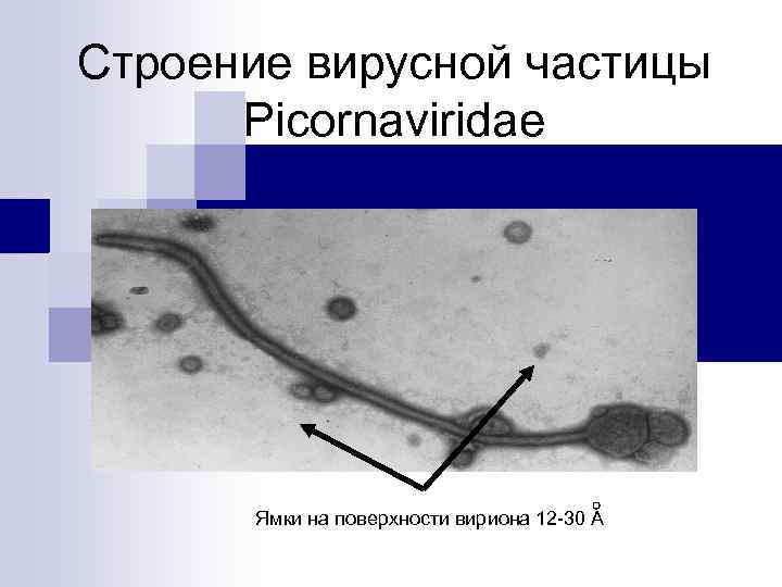 Строение вирусной частицы Picornaviridae Ямки на поверхности вириона 12 -30 А 