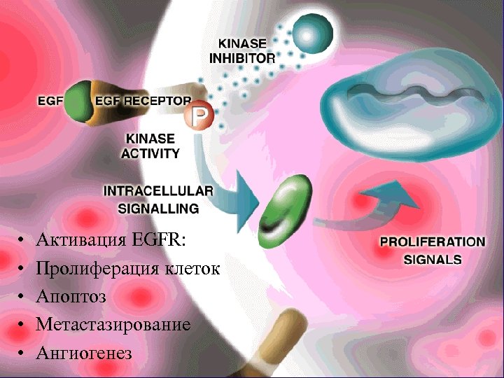  • • • Активация EGFR: Пролиферация клеток Апоптоз Метастазирование Ангиогенез 