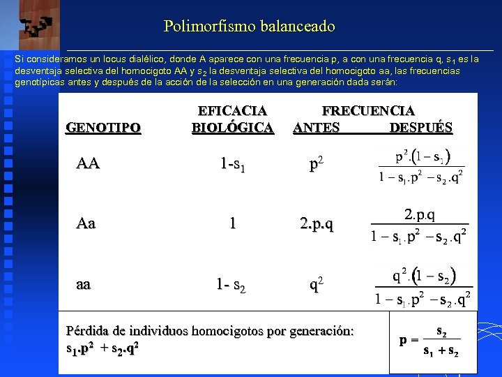 Polimorfismo balanceado Si consideramos un locus dialélico, donde A aparece con una frecuencia p,