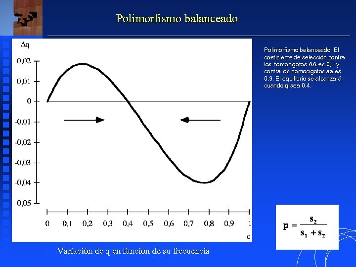 Polimorfismo balanceado. El balanceado. coeficiente de selección contra los homocigotos AA es 0, 2