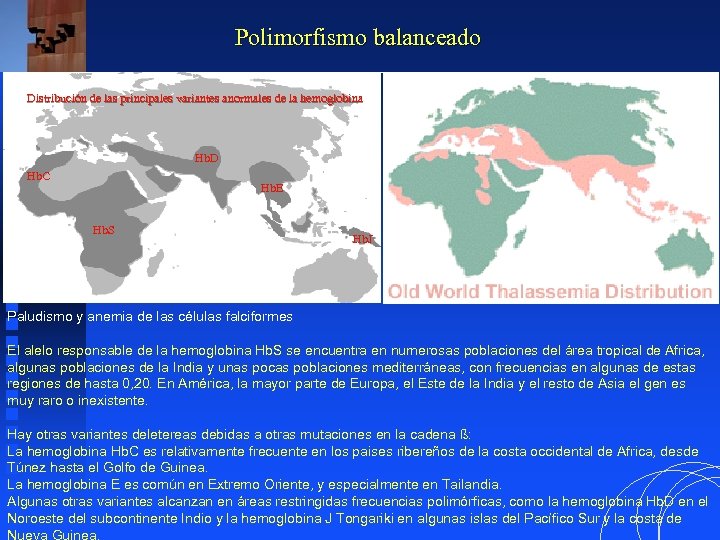 Polimorfismo balanceado Distribución de las principales variantes anormales de la hemoglobina Hb. D Hb.