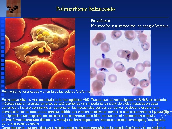 Polimorfismo balanceado Paludismo: Plasmodios y gametocitos en sangre humana Polimorfismo balanceado y anemia de