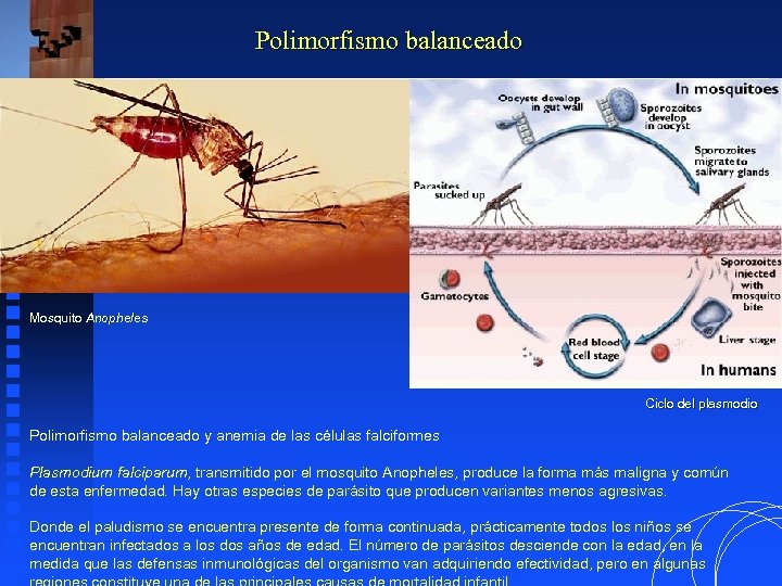 Polimorfismo balanceado Mosquito Anopheles Ciclo del plasmodio Polimorfismo balanceado y anemia de las células