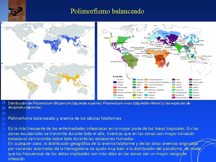 Polimorfismo balanceado Distribución de Plasmodium falciparum (izquierda superior) Plasmodium vivax (izquierda inferior) y las