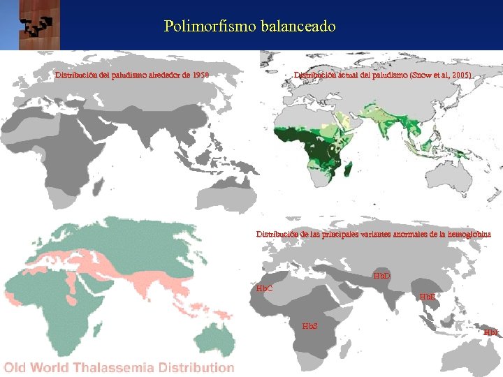 Polimorfismo balanceado Distribución del paludismo alrededor de 1950 Distribución actual del paludismo (Snow et