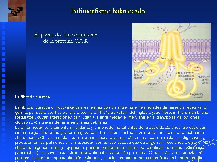 Polimorfismo balanceado Esquema del funcionamiento de la proteína CFTR La fibrosis quística o mucoviscidosis