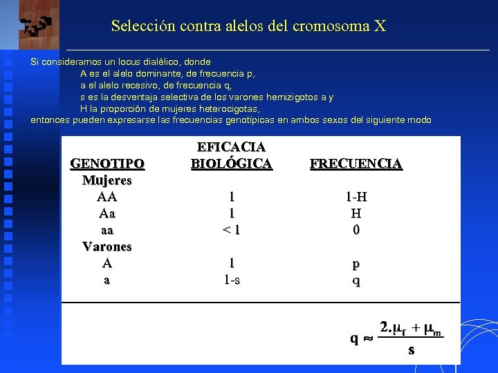 Selección contra alelos del cromosoma X Si consideramos un locus dialélico, donde A es