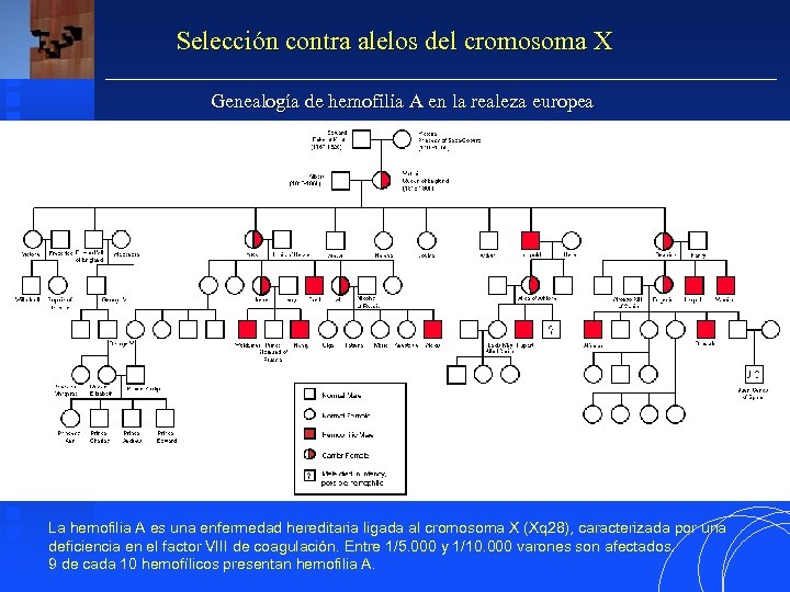 Selección contra alelos del cromosoma X Genealogía de hemofilia A en la realeza europea