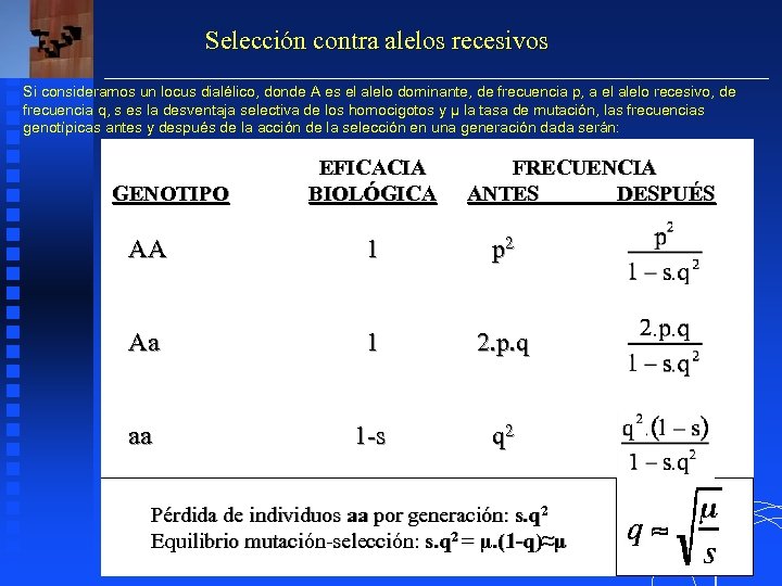 Selección contra alelos recesivos Si consideramos un locus dialélico, donde A es el alelo