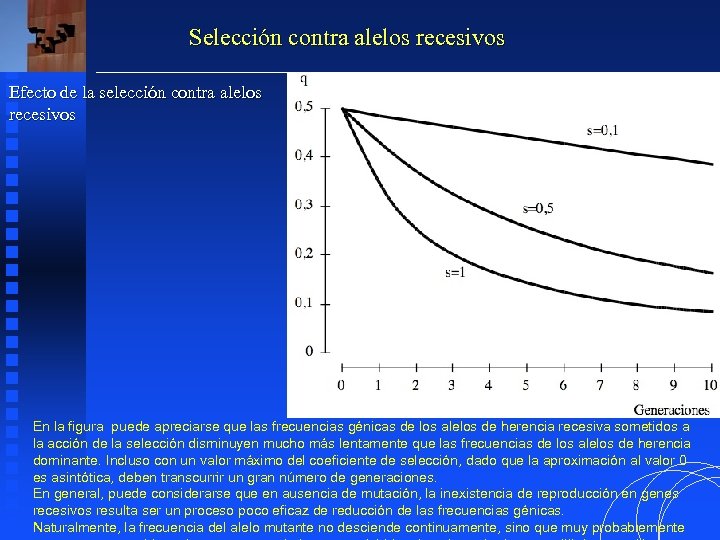 Selección contra alelos recesivos Efecto de la selección contra alelos recesivos En la figura