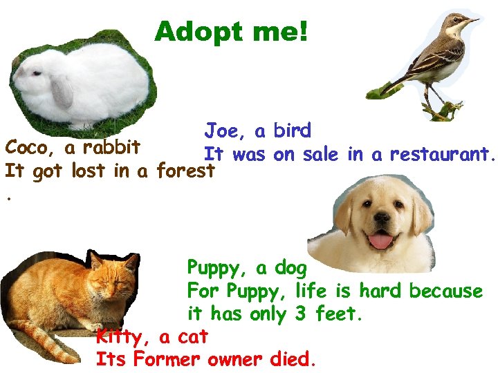 Adopt me! Joe, a bird Coco, a rabbit It was on sale in a