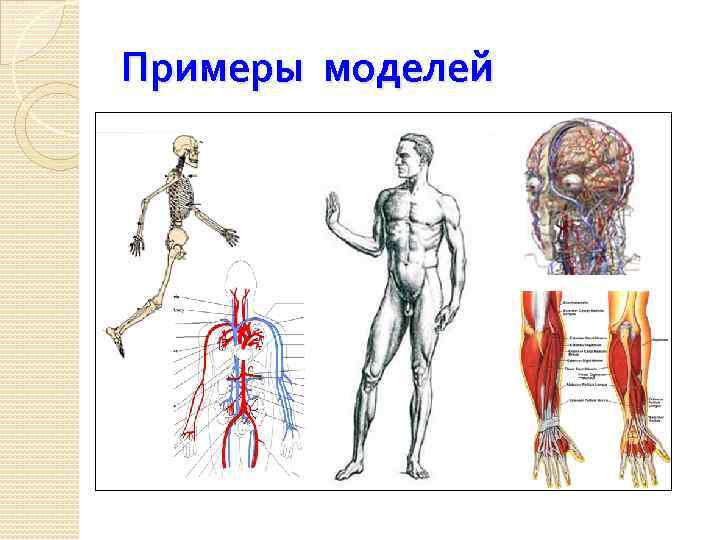 Примеры моделей 