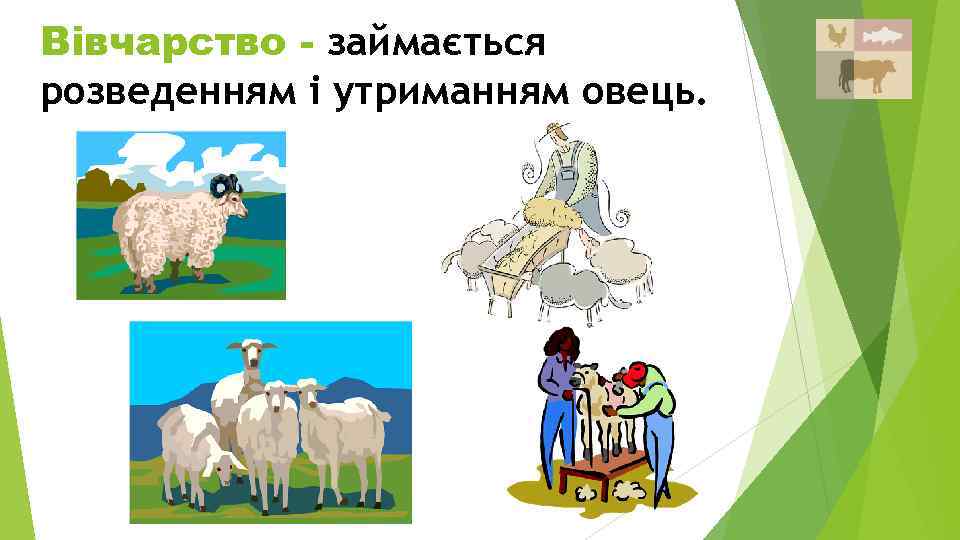 Вівчарство - займається розведенням і утриманням овець. 