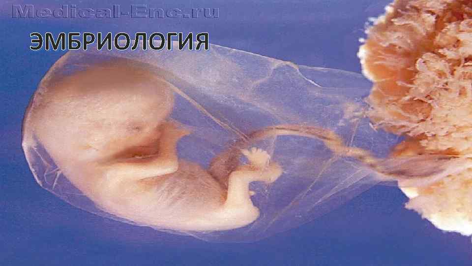 ЭМБРИОЛОГИЯ 