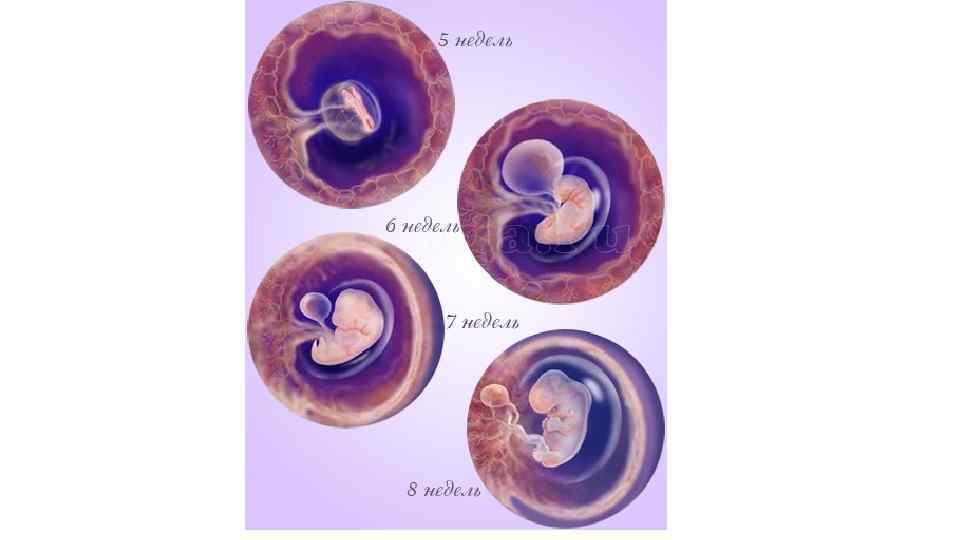 Фото 3 неделя. Эмбрион на 2 месяце беременности. Как выглядит эмбрион в 2 месяца. Плод 2-3 недели беременности. Эмбрион 1 месяц беременности.