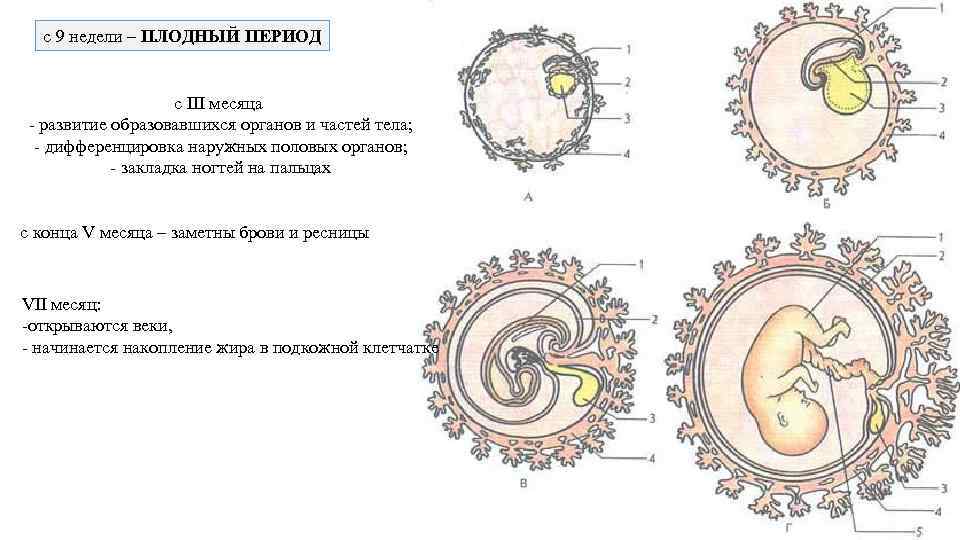с 9 недели – ПЛОДНЫЙ ПЕРИОД с III месяца - развитие образовавшихся органов и