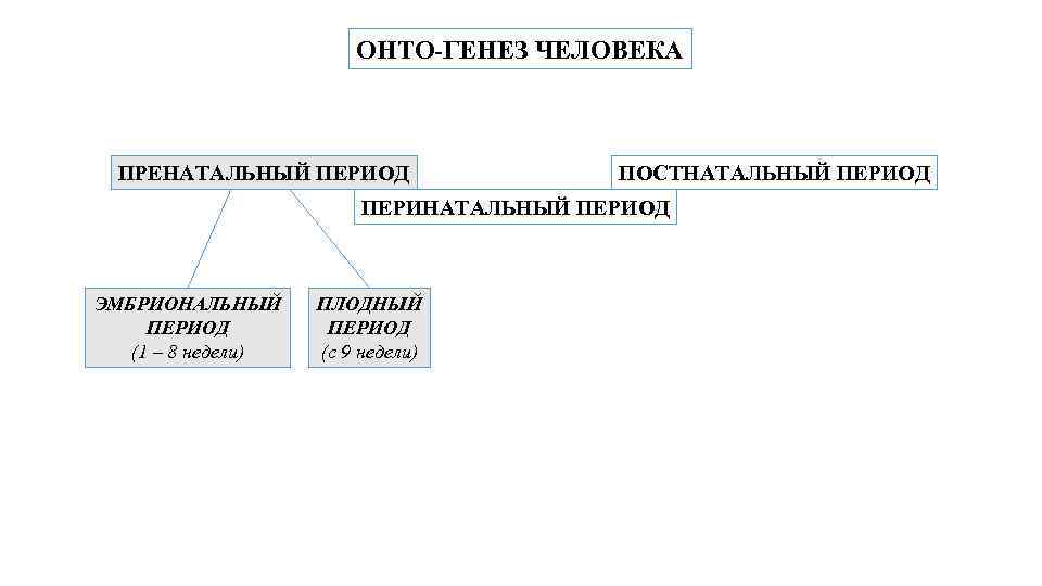 Постнатальный онтогенез это. Пренатальный и постнатальный период. Периоды развития человека пренатальный и постнатальный. Перинатальный натальный и постнатальный периоды. Пренатальный период постнатальный период.