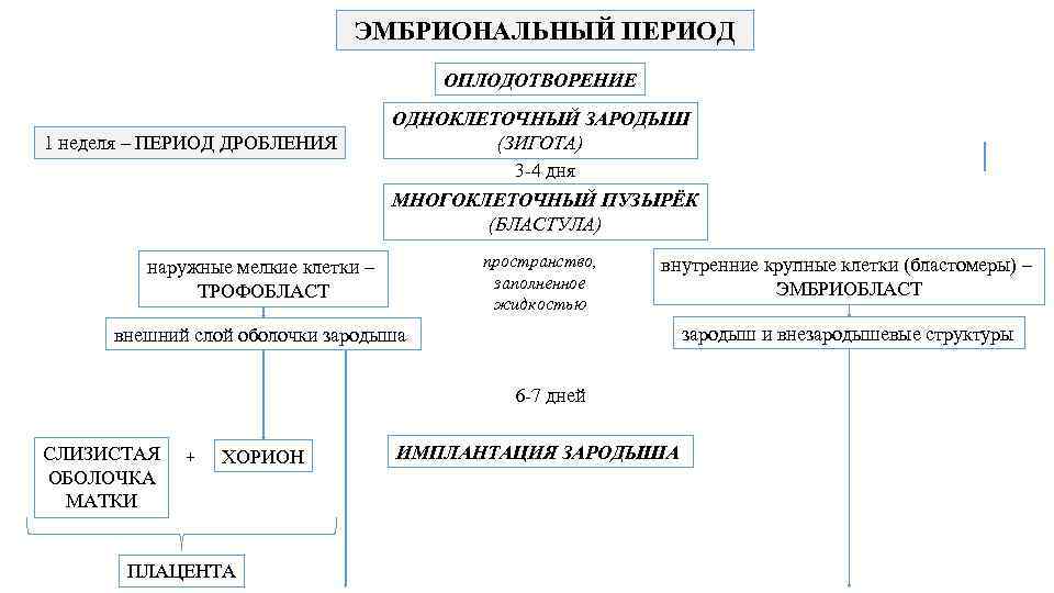 ЭМБРИОНАЛЬНЫЙ ПЕРИОД ОПЛОДОТВОРЕНИЕ 1 неделя – ПЕРИОД ДРОБЛЕНИЯ ОДНОКЛЕТОЧНЫЙ ЗАРОДЫШ (ЗИГОТА) 3 -4 дня