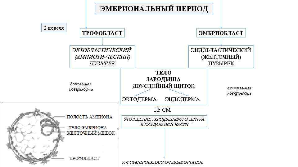 ЭМБРИОНАЛЬНЫЙ ПЕРИОД 2 неделя ТРОФОБЛАСТ ЭМБРИОБЛАСТ ЭКТОБЛАСТИЧЕСКИЙ (АМНИОТИ ЧЕСКИЙ) ПУЗЫРЕК ЭНДОБЛАСТИЧЕСКИЙ (ЖЕЛТОЧНЫЙ) ПУЗЫРЕК дорсальная