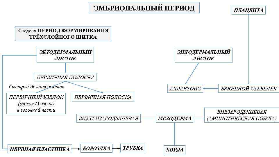 ЭМБРИОНАЛЬНЫЙ ПЕРИОД ПЛАЦЕНТА 3 неделя ПЕРИОД ФОРМИРОВАНИЯ ТРЁХСЛОЙНОГО ЩИТКА ЭКТОДЕРМАЛЬНЫЙ ЛИСТОК ЭНДОДЕРМАЛЬНЫЙ ЛИСТОК ПЕРВИЧНАЯ