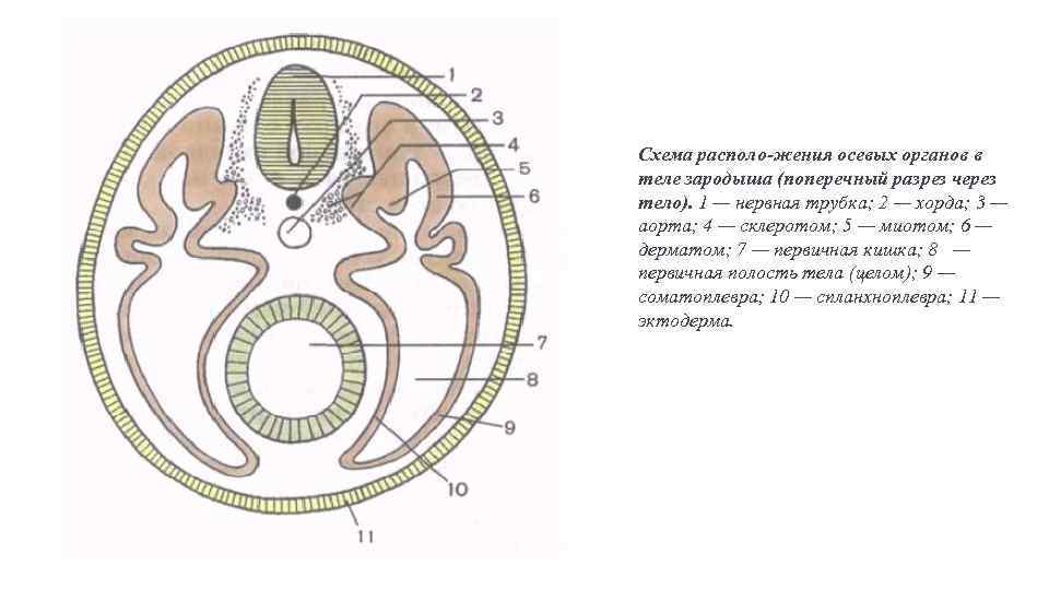 Зародыш человека схема