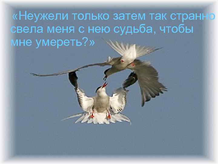  «Неужели только затем так странно свела меня с нею судьба, чтобы мне умереть?