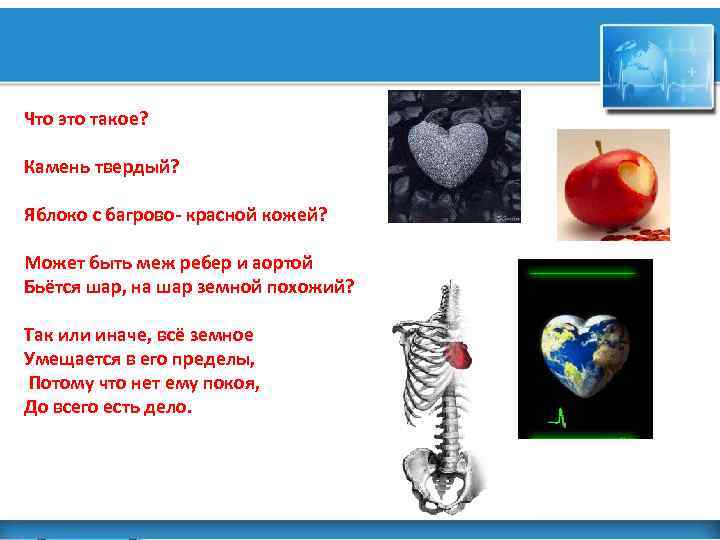 Что это такое? Камень твердый? Яблоко с багрово- красной кожей? Может быть меж ребер