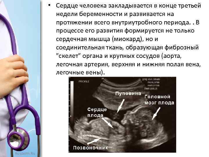  • Сердце человека закладывается в конце третьей недели беременности и развивается на протяжении