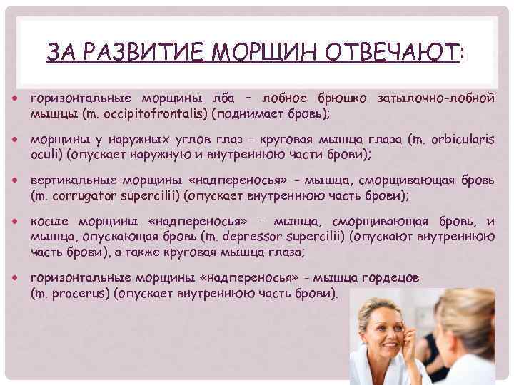 ЗА РАЗВИТИЕ МОРЩИН ОТВЕЧАЮТ: горизонтальные морщины лба – лобное брюшко затылочно-лобной мышцы (m. occipitofrontalis)