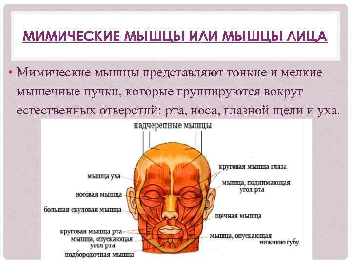 МИМИЧЕСКИЕ МЫШЦЫ ИЛИ МЫШЦЫ ЛИЦА • Мимические мышцы представляют тонкие и мелкие мышечные пучки,