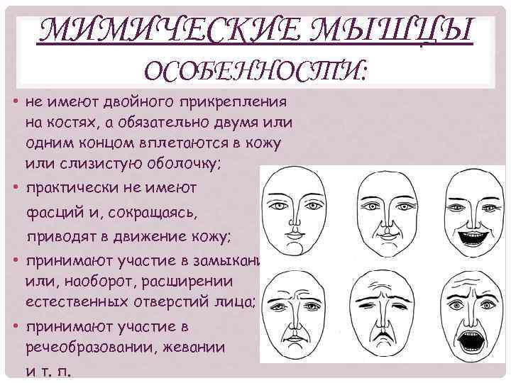 МИМИЧЕСКИЕ МЫШЦЫ ОСОБЕННОСТИ: • не имеют двойного прикрепления на костях, а обязательно двумя или