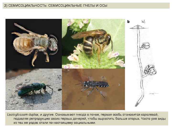 2) СЕМИСОЦИАЛЬНОСТЬ: CEМИСОЦИАЛЬНЫЕ ПЧЕЛЫ И ОСЫ Lasioglossum duplex, и другие. Основывают гнезда в почве,