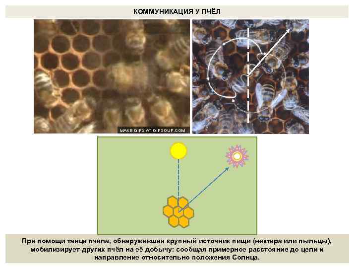 КОММУНИКАЦИЯ У ПЧЁЛ При помощи танца пчела, обнаружившая крупный источник пищи (нектара или пыльцы),