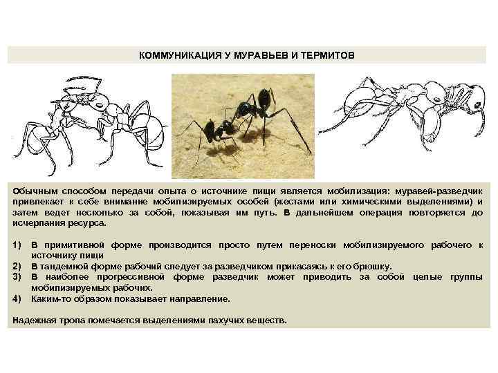 КОММУНИКАЦИЯ У МУРАВЬЕВ И ТЕРМИТОВ Обычным способом передачи опыта о источнике пищи является мобилизация: