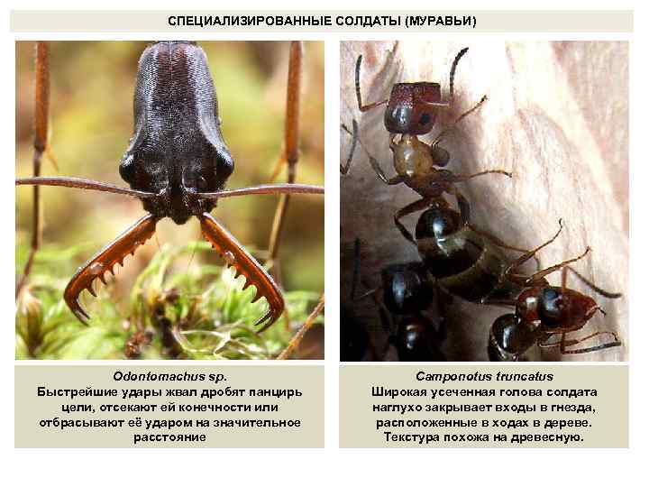 СПЕЦИАЛИЗИРОВАННЫЕ СОЛДАТЫ (МУРАВЬИ) Odontomachus sp. Быстрейшие удары жвал дробят панцирь цели, отсекают ей конечности