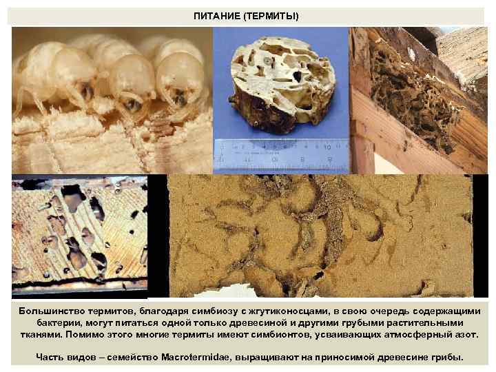 ПИТАНИЕ (ТЕРМИТЫ) Большинство термитов, благодаря симбиозу с жгутиконосцами, в свою очередь содержащими бактерии, могут