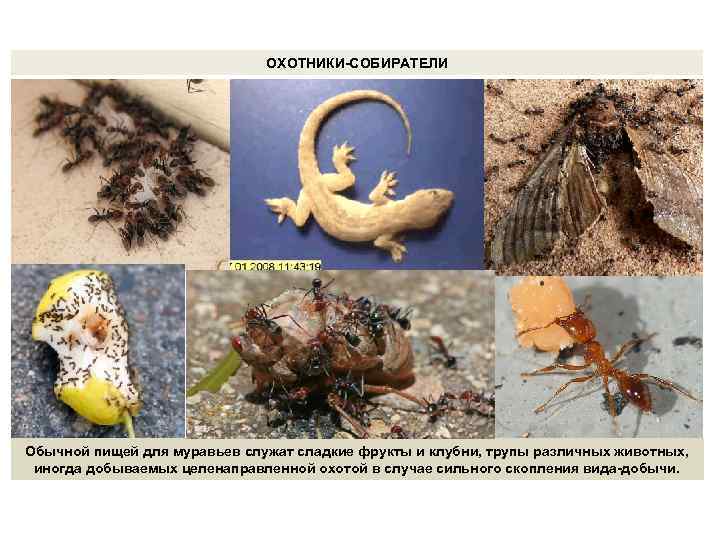 ОХОТНИКИ-СОБИРАТЕЛИ Обычной пищей для муравьев служат сладкие фрукты и клубни, трупы различных животных, иногда