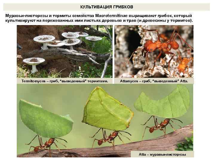 КУЛЬТИВАЦИЯ ГРИБКОВ Муравьи-листорезы и термиты семейства Macrotermitinae выращивают грибок, который культивируют на пережеванных ими