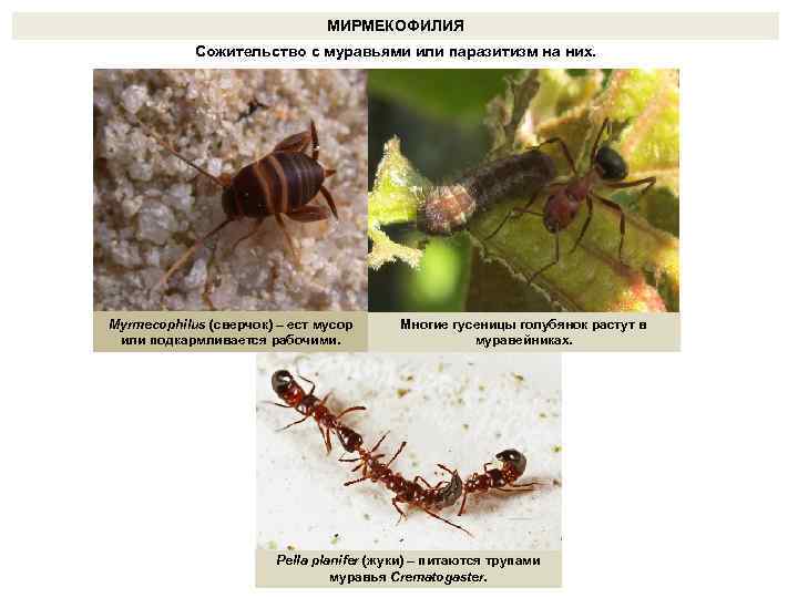 МИРМЕКОФИЛИЯ Сожительство с муравьями или паразитизм на них. Myrmecophilus (сверчок) – ест мусор или