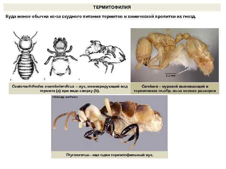 ТЕРМИТОФИЛИЯ Куда менее обычна из-за скудного питания термитов и химической пропитки их гнезд. Сoatonachthodes