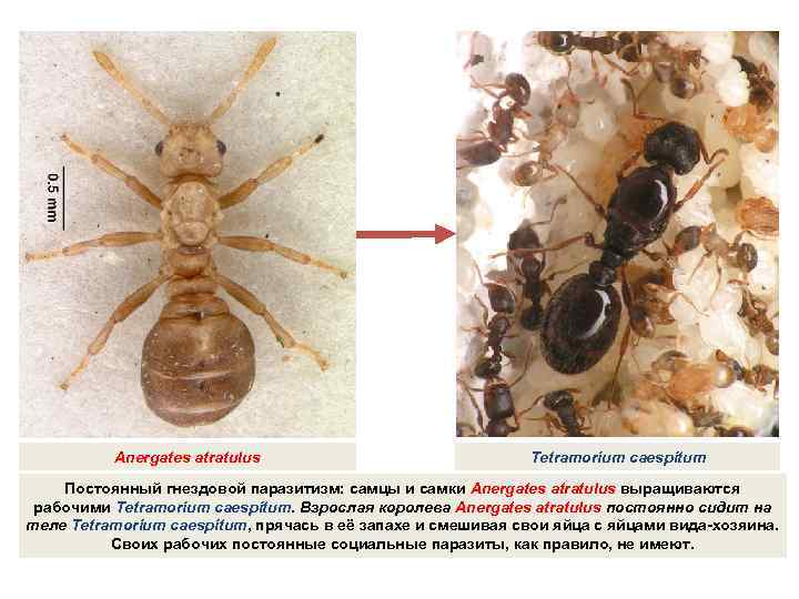 Anergates atratulus Tetramorium caespitum Постоянный гнездовой паразитизм: самцы и самки Anergates atratulus выращиваются рабочими