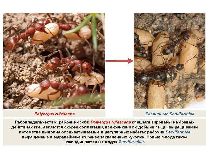 Polyergus rufescens Различные Serviformica Рабовладельчество: рабочие особи Polyergus rufescens специализированы на боевых действиях (т.