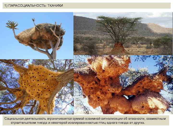 1) ПАРАСОЦИАЛЬНОСТЬ: ТКАЧИКИ Социальная деятельность ограничивается суммой взаимной сигнализации об опасности, совместным строительством гнезда