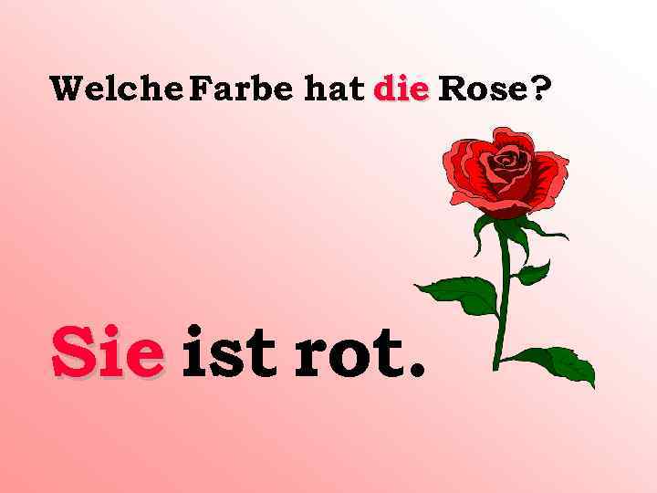 Welche Farbe hat die Rose? Sie ist rot. 