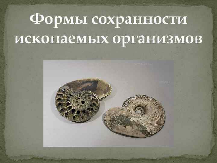 Формы сохранности ископаемых организмов 